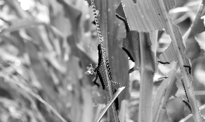 玉米叶上聚集着十余只粘虫 本报记者 吴廷 摄